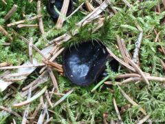 Pseudoplectania nigrella