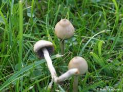 Psilocybe semilanceata