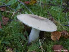 Russula aeruginea