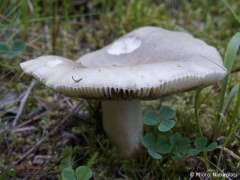 Russula aeruginea
