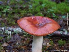 Russula paludosa