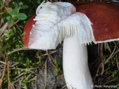 Russula paludosa