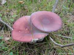 Russula vinosa