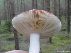 Russula vinosa