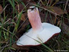 Russula xerampelina