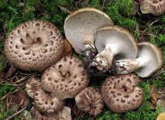 Sarcondon imbricatus