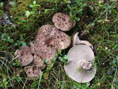 Sarcondon imbricatus