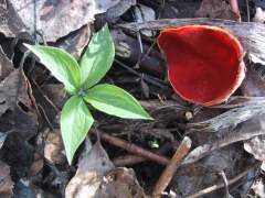 Sarcoscypha austriaca