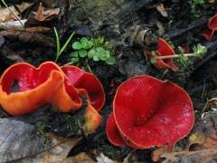 Sarcoscypha austriaca