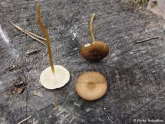 Strobilurus stephanocystis