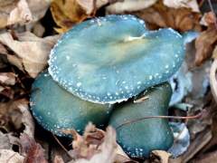 Stropharia aeruginosa