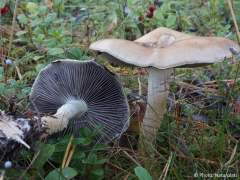 Stropharia hornemannii