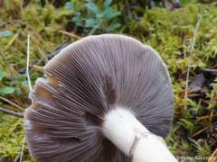 Stropharia hornemannii