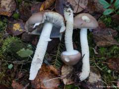 Stropharia hornemannii