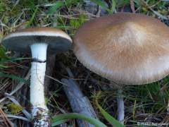 Stropharia hornemannii