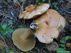 Suillus bovinus