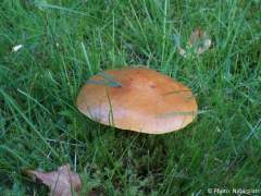 Suillus grevillei