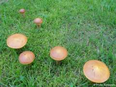 Suillus grevillei
