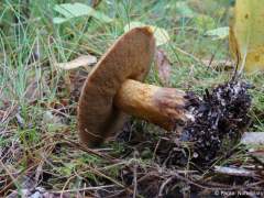 Suillus variegatus