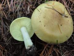 Tricholoma flavovirens