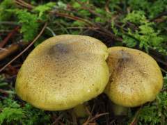 Tricholoma flavovirens