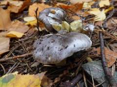 Tricholoma portentosum
