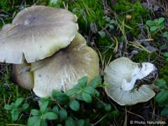 Tricholoma sejunctum