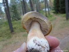 Tricholoma sejunctum