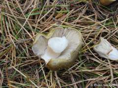 Tricholoma sejunctum