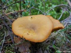 Tricholomopsis decora