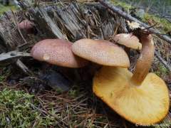 Tricholomopsis rutilans