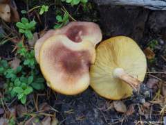 Tricholomopsis rutilans