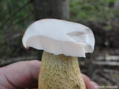 Tylopilus felleus