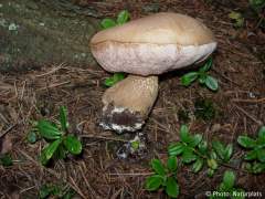 Tylopilus felleus