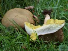 Xerocomus subtomentosus