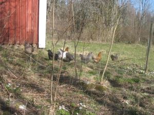 Min grannes höns går över vägen in till mej och hälsar på