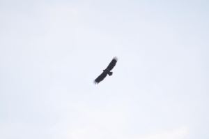 Två vackra örnar, hade jag förmånen att få se igår.