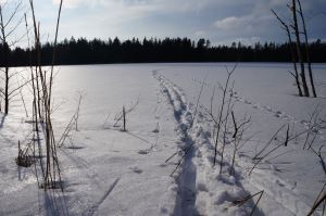 Ett ensligt skidspår över isen vid Långsjön i vårsolen.