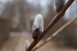 Närbild på en videkisse.