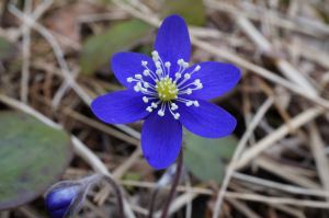 Blåsippan ute i backarna står, niger och säger: ”Nu är det vår!”
