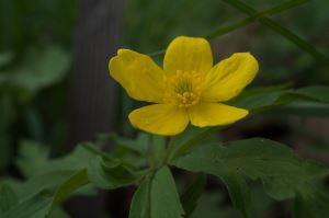 Gulsippan är sällsynt. Finns bara i sydliaste Sverige och Finland.