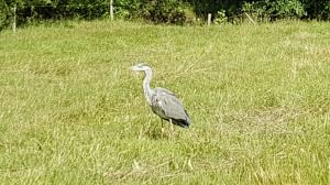 Skulle till voltigen i våxtorp då jag såg något sitta i en hage. Trodde först det var något skadat men istället fick jag se denna underbara fågel