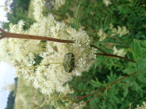 På promenad med lånad hund