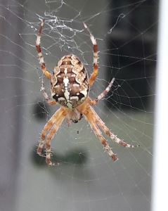 Hon har gjort ett nät i min stockros och väntar nu på middag. 