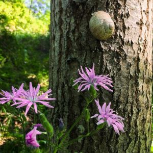 en promenad i sommarskogen 