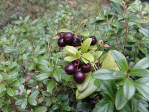 Lingon fotograferat i Oktober.