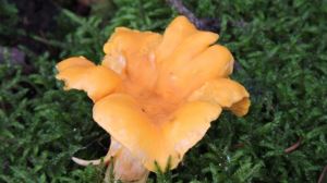 Cantarella i November