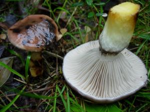 Ett bra foto på en citronslemskivling jag tog hösten 2007.