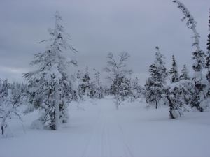 Skidspåret över Riisitunturi naturpark i Kuusamo.