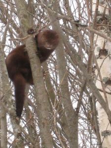 Minken flyr upp i ett träd vid älven i Baggböle